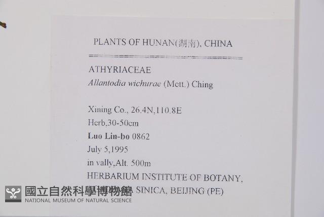 耳羽短腸蕨藏品圖，第2張