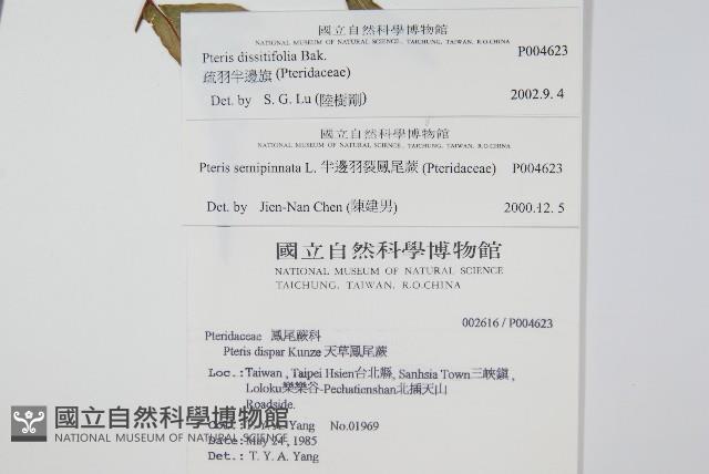 疏羽半邊旗藏品圖，第2張