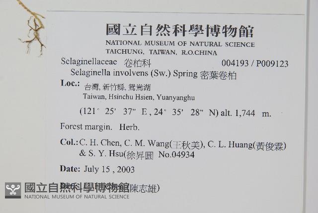 密葉卷柏藏品圖，第2張