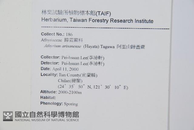 阿里山蹄蓋蕨藏品圖，第2張