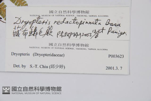 藏布鱗毛蕨藏品圖，第2張