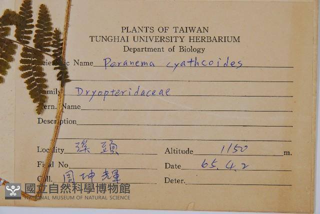 柄囊蕨藏品圖，第2張