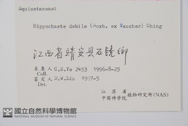 芼管草藏品圖，第2張