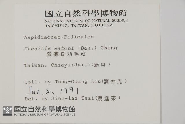 愛德氏肋毛蕨藏品圖，第2張