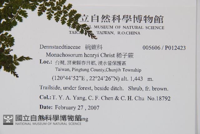 稀子蕨藏品圖，第2張