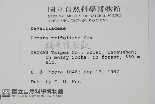 鱗葉陰石蕨藏品圖，第2張