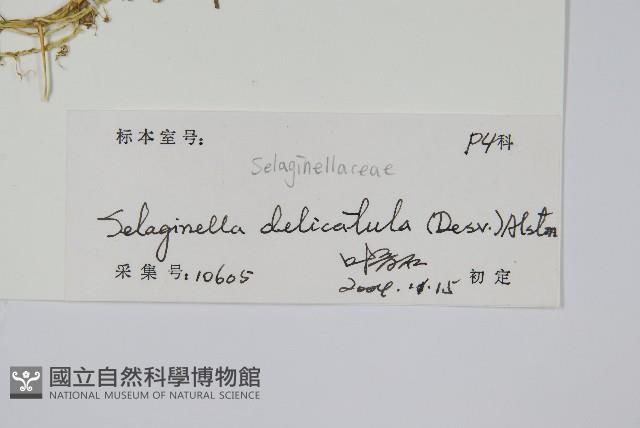 全緣卷柏藏品圖，第2張