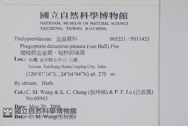 翅軸假金星蕨、短柄卵果蕨藏品圖，第2張