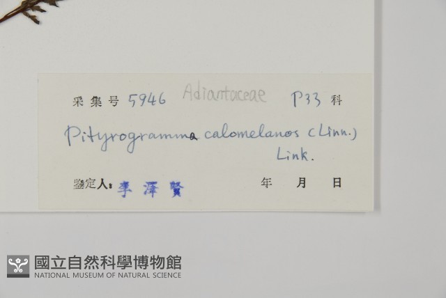 粉葉蕨藏品圖，第2張