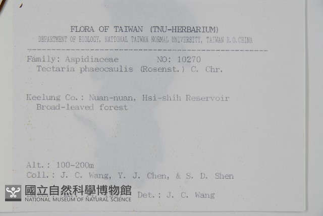 蛇脈三叉蕨藏品圖，第2張
