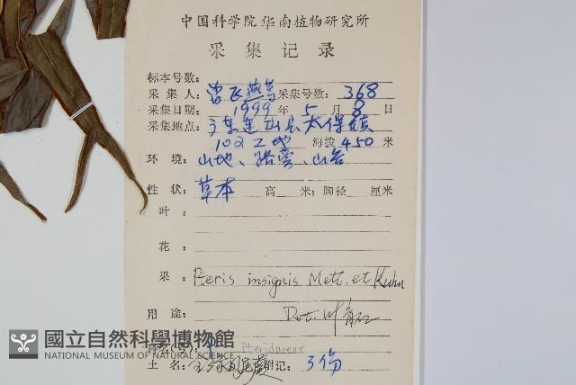 全緣鳳尾蕨藏品圖，第2張