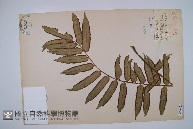 觀音座蓮藏品圖，第1張