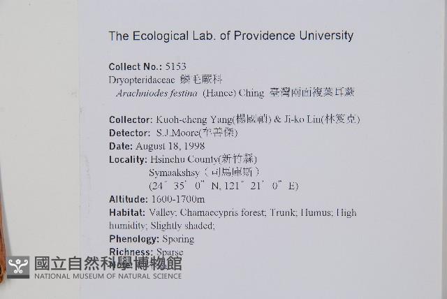 臺灣兩面複葉耳蕨藏品圖，第2張