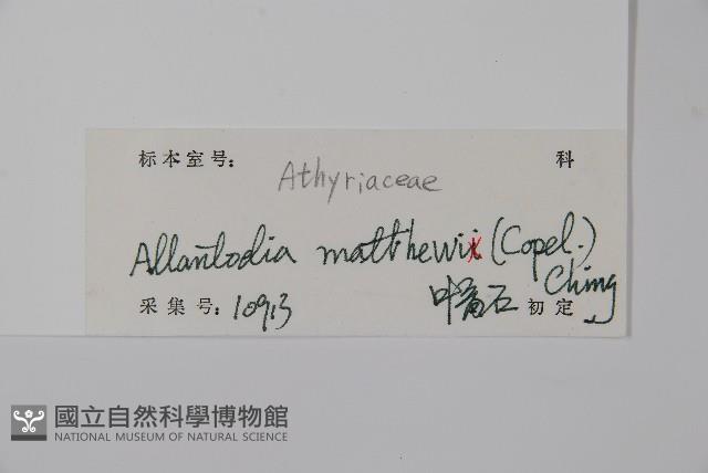 闊葉短腸蕨藏品圖，第2張