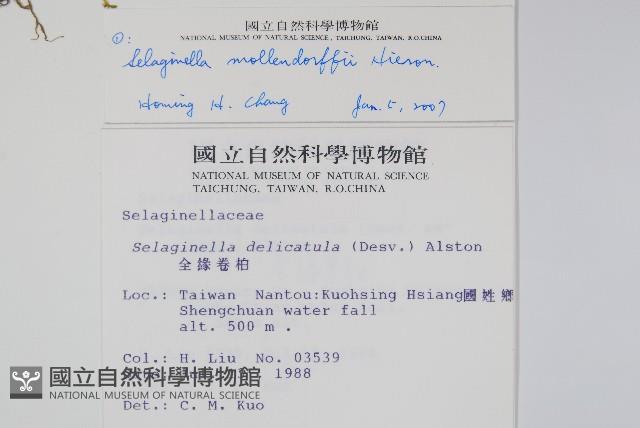 異葉卷柏藏品圖，第2張