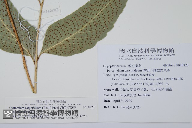 細齒貫眾蕨藏品圖，第2張