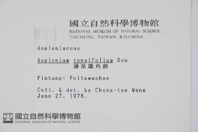 薄葉鐵角蕨藏品圖，第2張