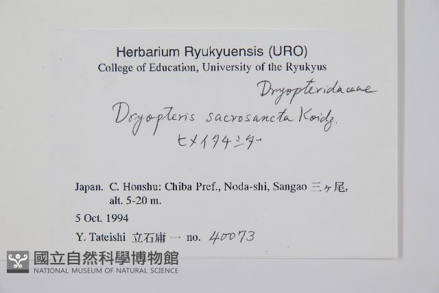 棕邊鱗毛蕨藏品圖，第2張