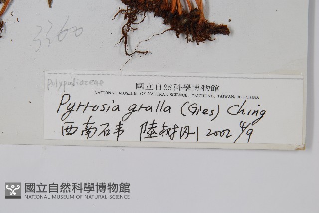 中國石葦藏品圖，第2張