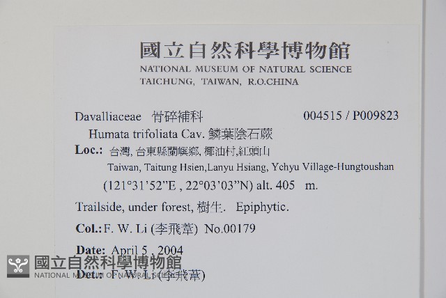 鱗葉陰石蕨藏品圖，第2張