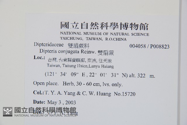 雙扇蕨藏品圖，第2張