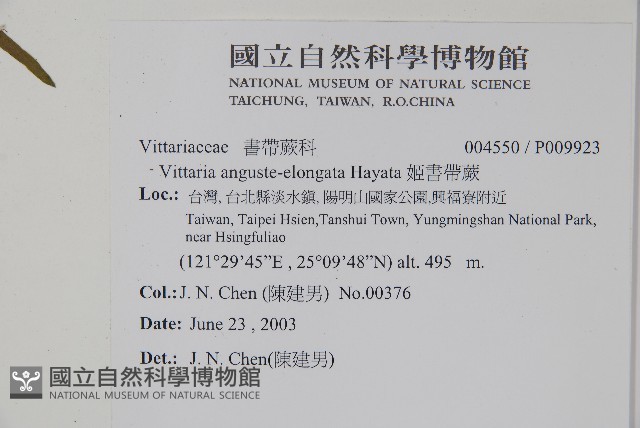 姬書帶蕨藏品圖，第2張