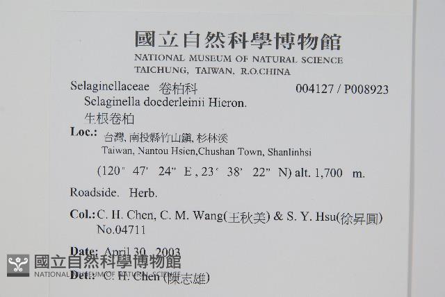 生根卷柏藏品圖，第2張