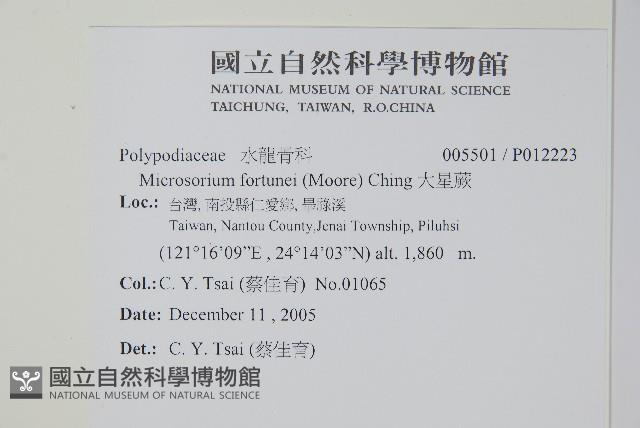 大星蕨藏品圖，第2張
