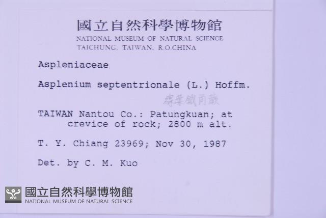 Forked spleenwort Collection Image, Figure 2, Total 4 Figures