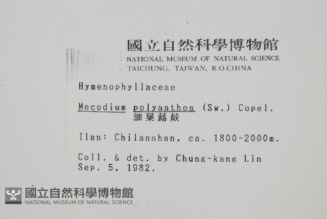細葉蕗蕨藏品圖，第2張
