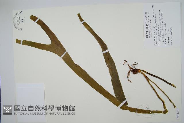 帶狀瓶爾小草藏品圖，第1張