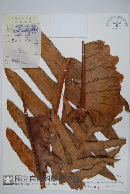 崖薑蕨藏品圖，第1張