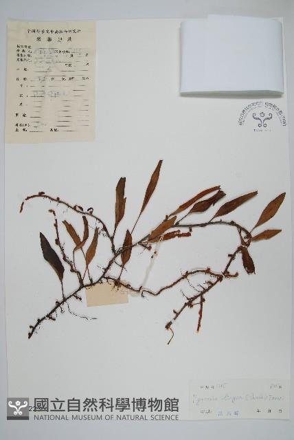 石葦藏品圖，第1張