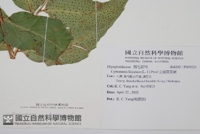 披針貫眾蕨藏品圖，第2張