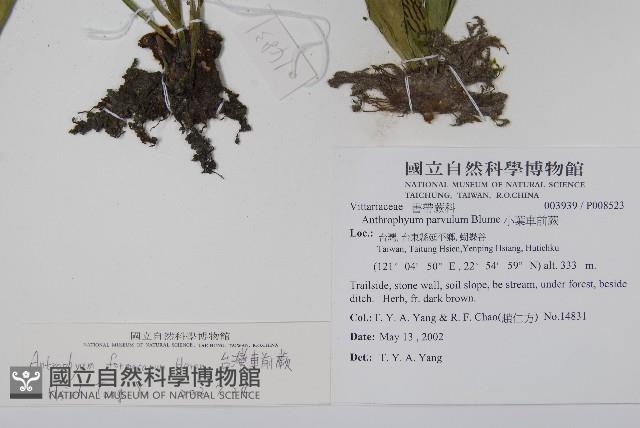 臺灣車前蕨藏品圖，第2張