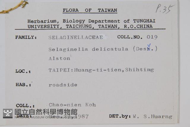 全緣卷柏藏品圖，第2張