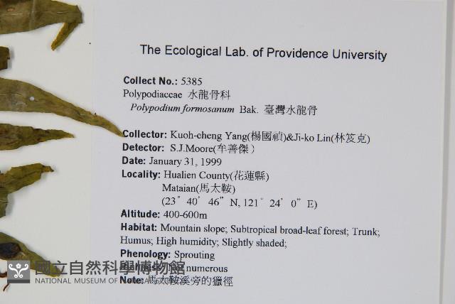 臺灣水龍骨藏品圖，第2張