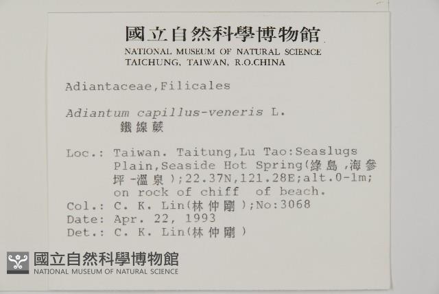 鐵線蕨藏品圖，第2張