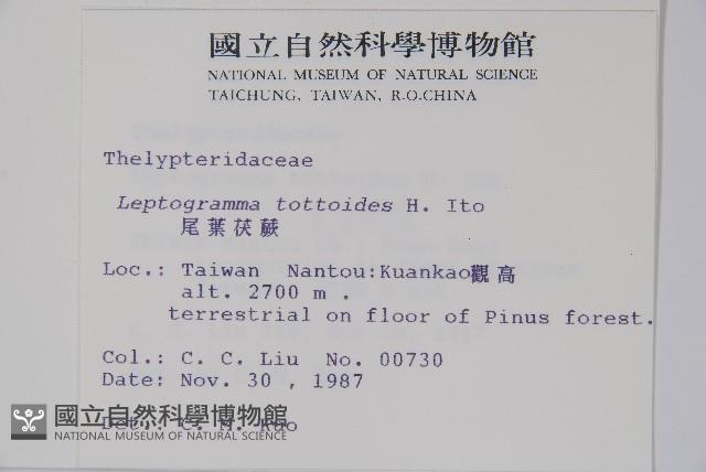 尾葉茯蕨藏品圖，第2張