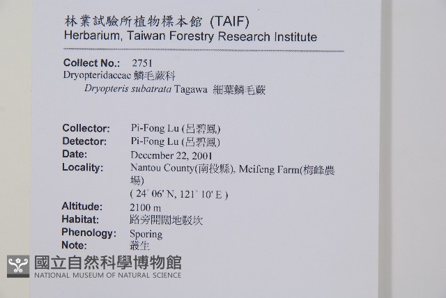 細葉鱗毛蕨藏品圖，第2張