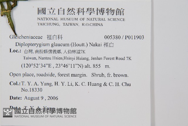 裡白藏品圖，第2張