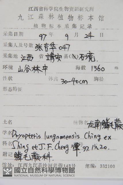 龍南鱗毛蕨藏品圖，第2張