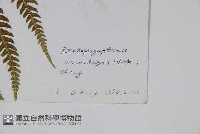 禾稈紫柄蕨藏品圖，第2張