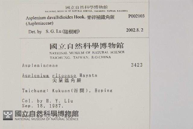 骨碎補鐵角蕨藏品圖，第2張