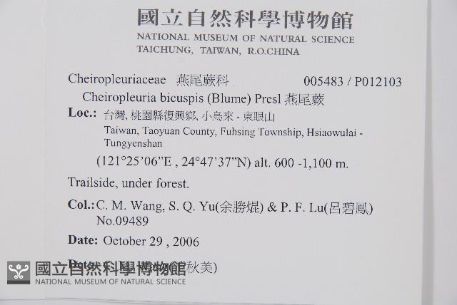 燕尾蕨藏品圖，第2張