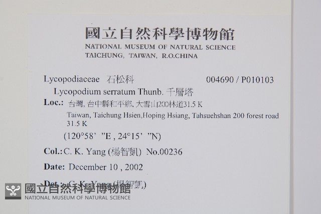 千層塔藏品圖，第2張