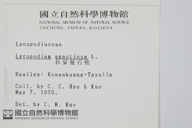 杉葉蔓石松藏品圖，第2張