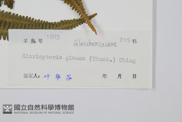 裏白藏品圖，第1張