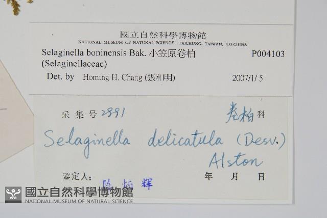 小笠原卷柏藏品圖，第2張