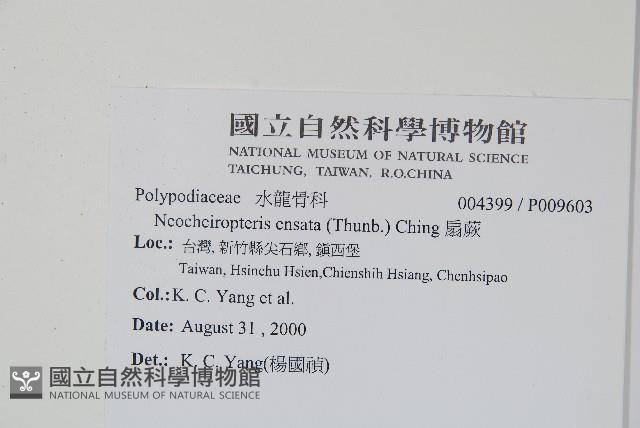 扇蕨藏品圖，第2張